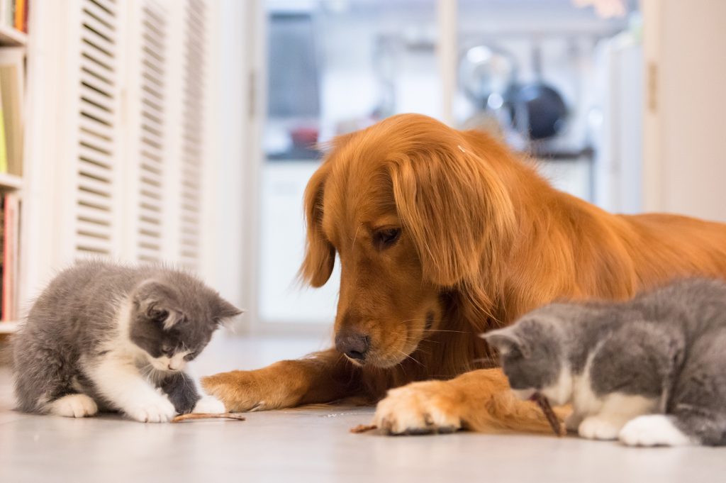 Proteger a sus peludos, una preocupación de los dueños  de mascotas